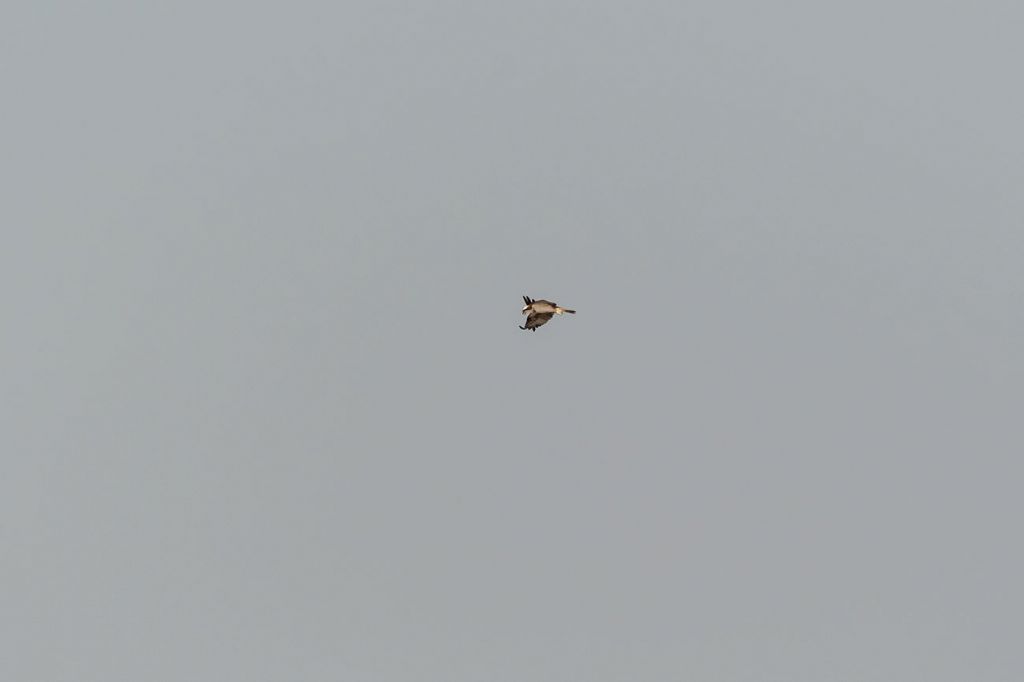 Falco pescatore